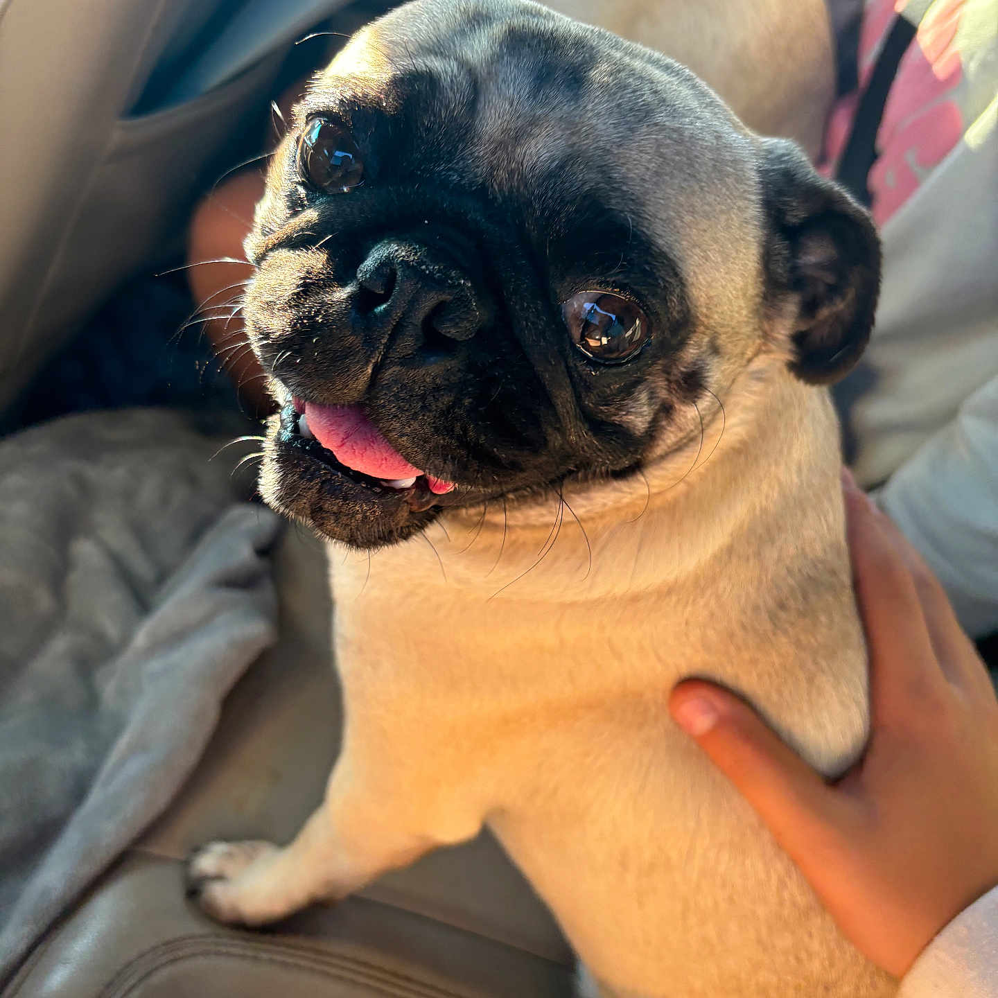 Daisy is registered to the contest to win money with this photo: animal, canine, car_interior, child_hand, closeup, companion, cute, dog, domestic_animal, friendly, fur, happy, paw, pet, portrait, pug, seat, sitting, sunlight, tongue_out
