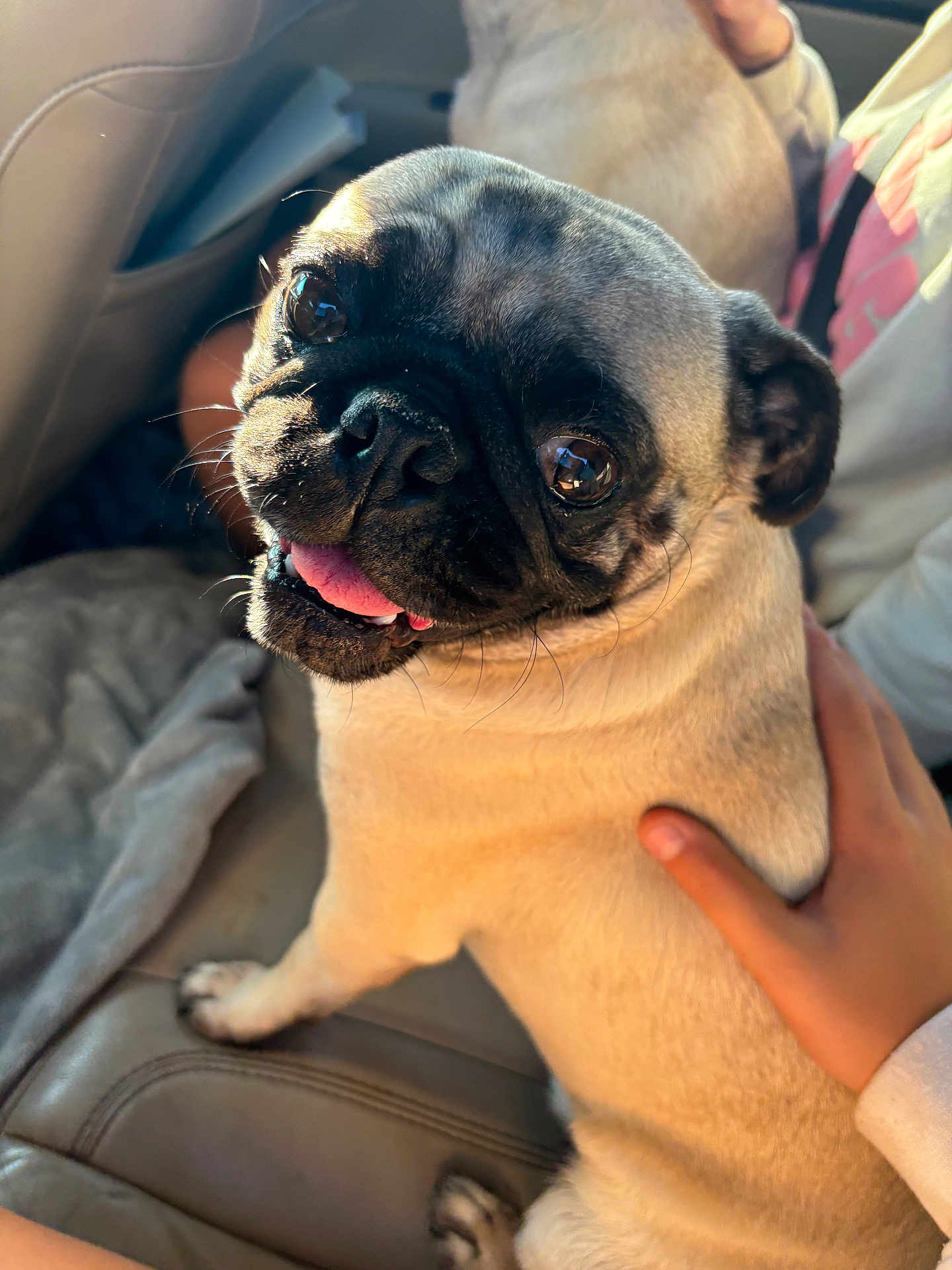 Daisy