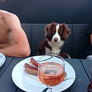 Ulcka a rejoint le concours — aidez-le/la à gagner de superbes lots ! arm, beverage, casual, curious, dining, dog, drink, food, outdoor, person, pet, plate, relaxed, rosé_wine, sausages, scar, summer, table, wicker_bench, wine_glass