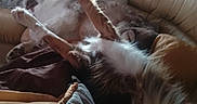 Ulcka a rejoint le concours — aidez-le/la à gagner de superbes lots ! animal, blanket, brown, comfortable, couch, cozy, dog, fur, home, indoor, legs, light, pet, pillow, playful, relaxing, resting, soft, white, window