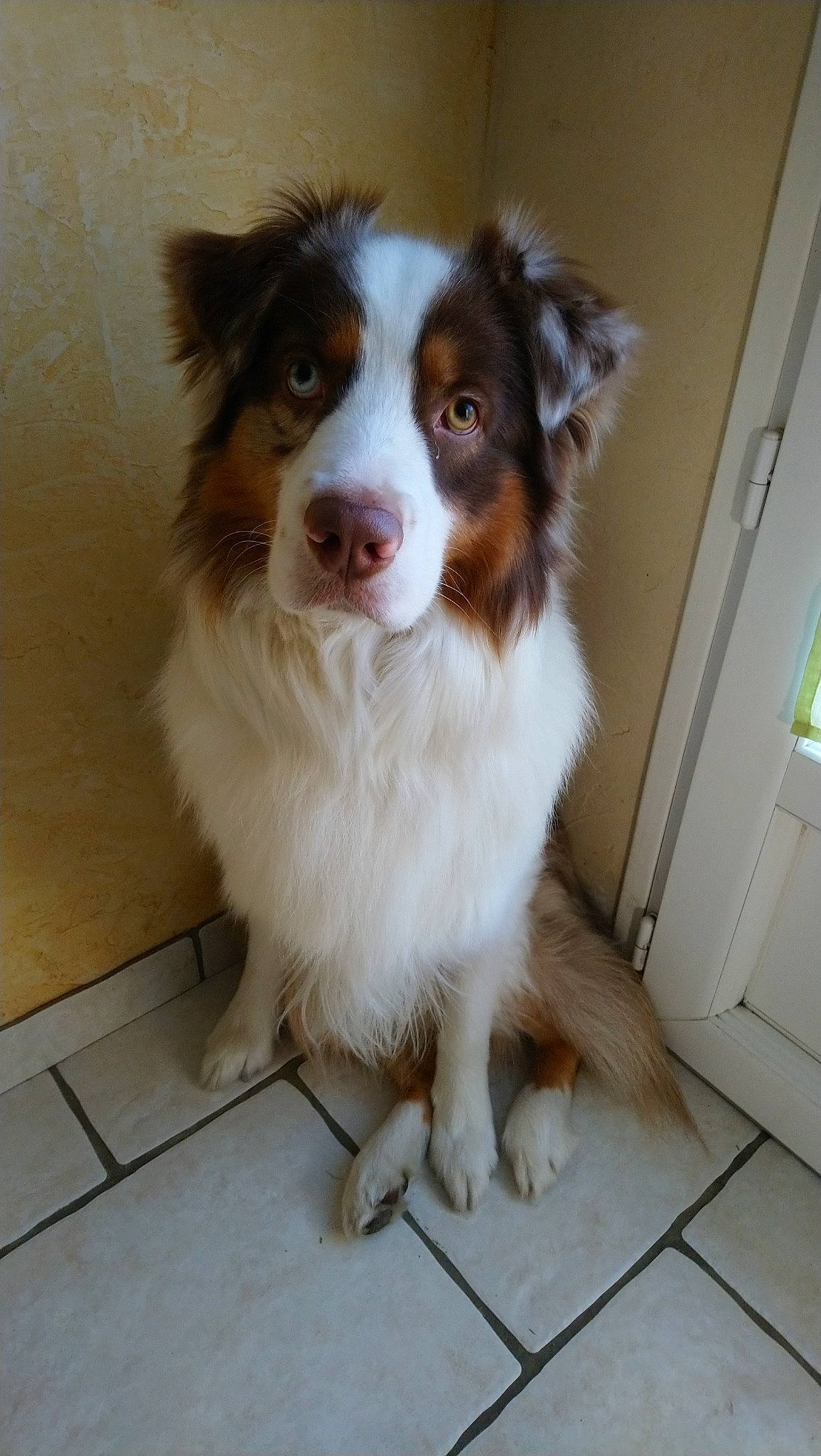 Newton