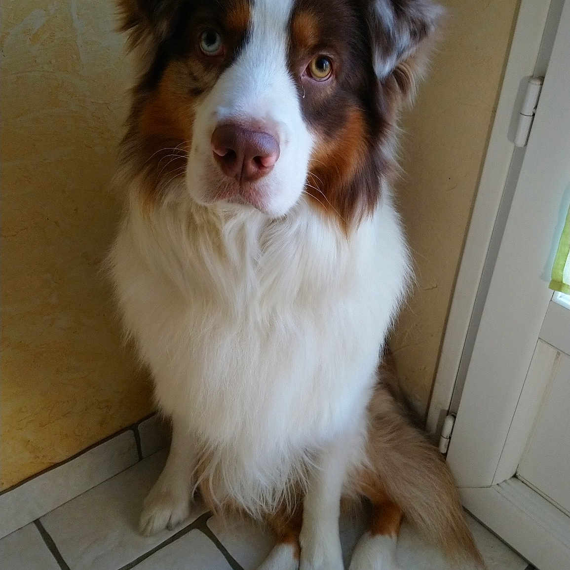 Newton