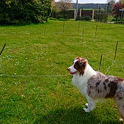 Newton participe au concours pour gagner de l'argent avec cette photo : animal, bush, canine, cloud, daylight, dog, fence, field, flower, garden, grass, greenery, landscape, nature, outdoor, pet, rural, sky, stake, string