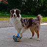 Newton a rejoint le concours — aidez-le/la à gagner de superbes lots ! animal, australian_shepherd, ball, blue, brown, concrete, dog, fur, grass, greenery, nature, outdoor, park, paw, pet, playful, soccer_ball, sport, standing, white