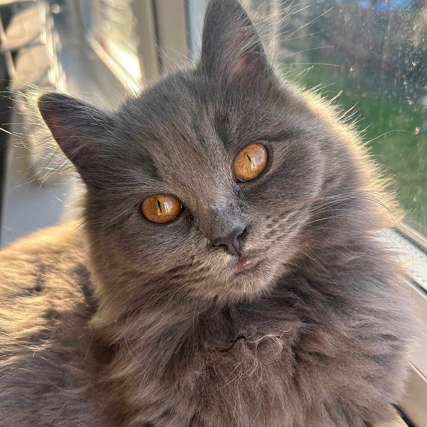 Mochi joined the competition — help win amazing prizes! amber_eyes, animal, cat, close_up, cozy, curious, cute, domestic_cat, ears, face, feline, fluffy, gray_cat, indoor, pet, portrait, soft_fur, sunlight, whiskers, window