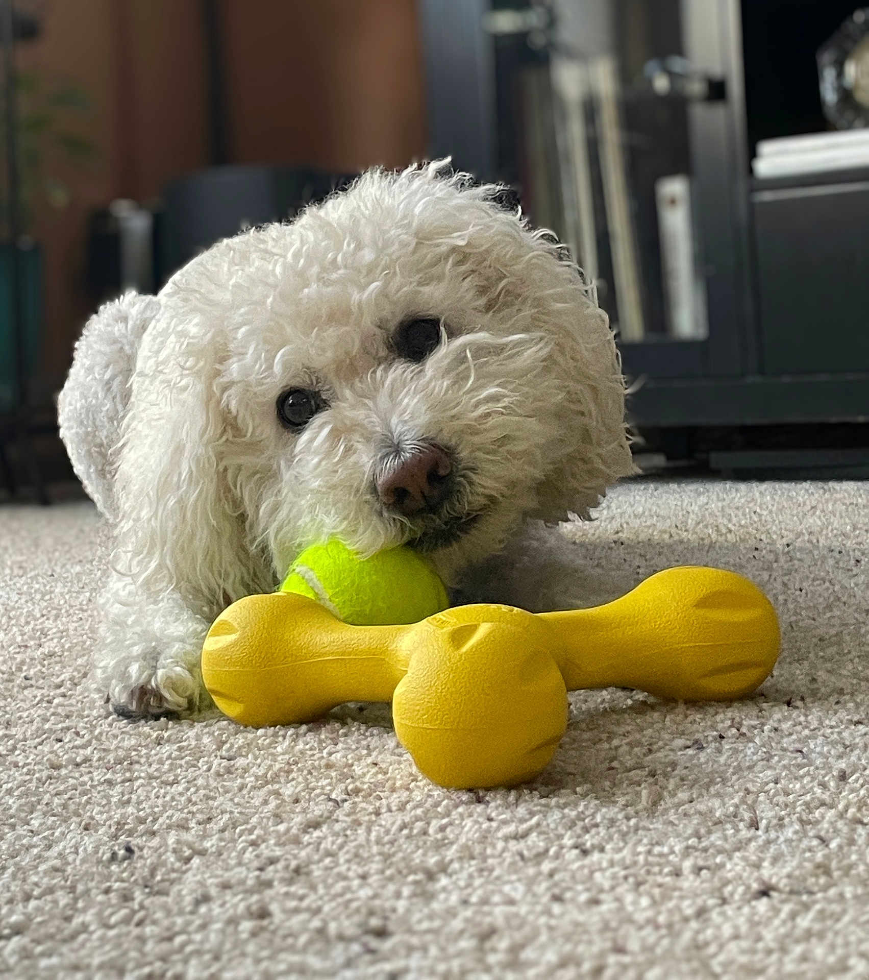 Elsie joined the competition — help win amazing prizes! dog, white_dog, fluffy, curly_fur, carpet, yellow_toy, tennis_ball, chew_toy, indoor, living_room, cabinet, close_up, portrait, cute, playful, dark_eyes, nose, paw, soft_lighting, blurred_background
