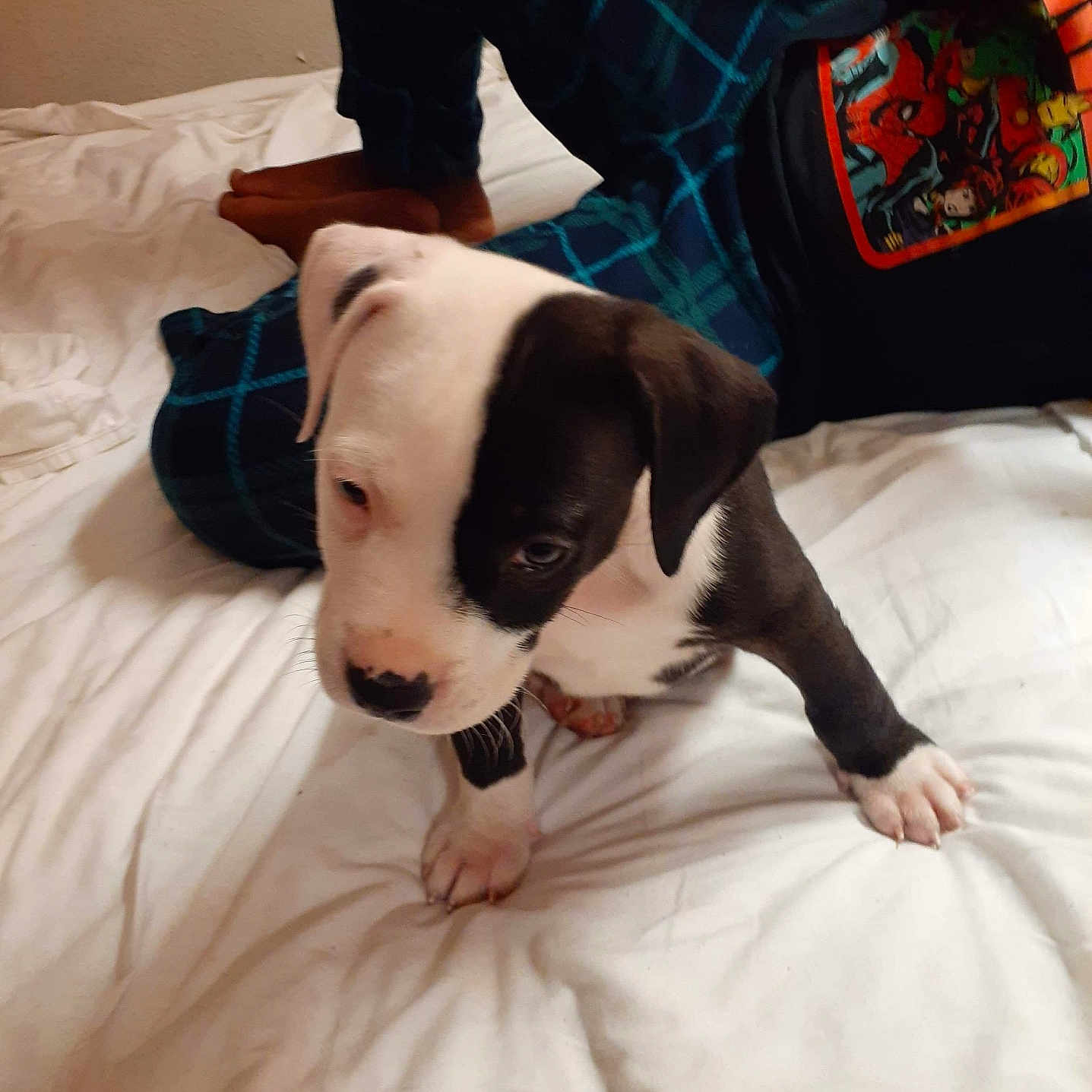 Shogun joined the competition — help win amazing prizes! animal, bed, black_and_white, blanket, casual, clothing, curious, cute, dog, floor, furniture, home, indoor, pajamas, person, pet, puppy, resting, white, young