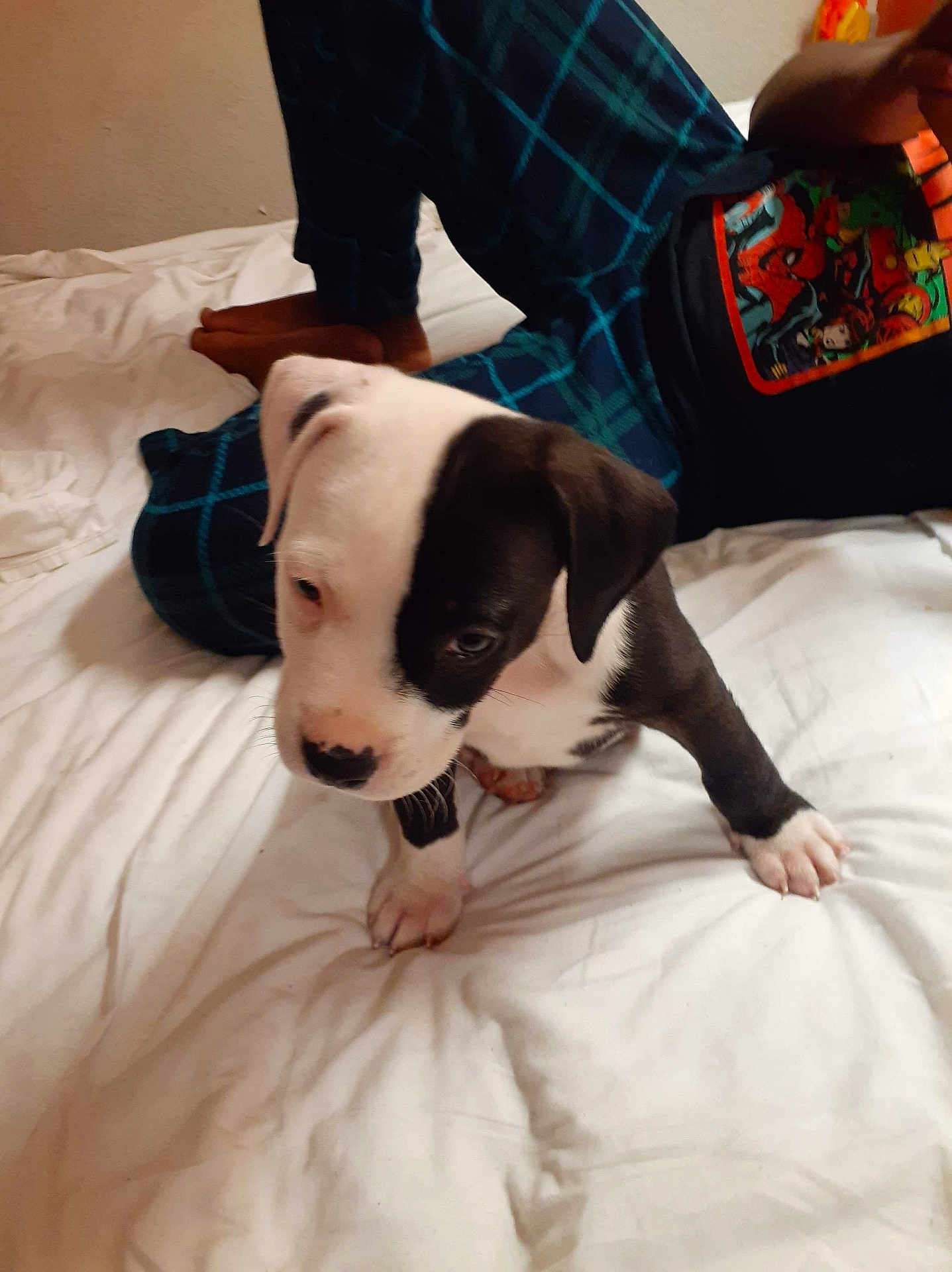 Shogun joined the competition — help win amazing prizes! puppy, dog, bed, blanket, person, clothing, pajamas, indoor, white, black_and_white, cute, young, pet, animal, floor, furniture, resting, casual, home, curious