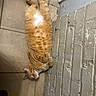 Tiger joined the competition — help win amazing prizes! cat, orange_tabby, sleeping, floor, tile, brick_wall, pet, fur, relaxed, indoors, animal, cute, whiskers, paw, resting, domestic_cat, nap, soft, cozy, tabby_pattern