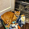 Tiger joined the competition — help win amazing prizes! orange_cat, tabby_cat, cat, basket, blanket, fleece, indoor, door, baby_gate, wood_floor, pet, domestic_animal, resting, feline, cozy, household, fur, animal, cute, relaxed