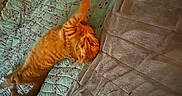 Tiger joined the competition — help win amazing prizes! cat, orange_tabby, quilt, blanket, bed, stretching, feline, indoor, pet, fur, cozy, sleeping_area, texture, pattern, resting, animal, cute, relaxing, soft, comfort
