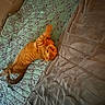 animal, bed, blanket, cat, comfort, cozy, cute, feline, fur, indoor, orange_tabby, pattern, pet, quilt, relaxing, resting, sleeping_area, soft, stretching, texture