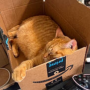Tiger is registered to the contest to win money with this photo: cat, orange_cat, sleeping, cardboard_box, amazon_box, paw, gaming_controller, video_game, glasses, table, indoor, cozy, pet, feline, relaxing, resting, cute, domestic_animal, box, sleep
