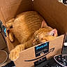 amazon_box, box, cardboard_box, cat, cozy, cute, domestic_animal, feline, gaming_controller, glasses, indoor, orange_cat, paw, pet, relaxing, resting, sleep, sleeping, table, video_game