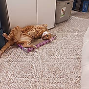 Moofy is registered to the contest to win money with this photo: cat, orange_tabby, indoor, carpet, floor, scratch_pad, relaxed, playful, pet, feline, household, curious, stretching, paws, fur, domestic_animal, cozy, room, cabinet, container
