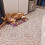cat, orange_tabby, indoor, carpet, floor, scratch_pad, relaxed, playful, pet, feline, household, curious, stretching, paws, fur, domestic_animal, cozy, room, cabinet, container