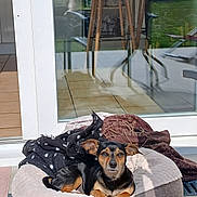 Sweet participe au concours pour gagner de l'argent avec cette photo : black_dog, blanket, brown_dog, chair, cozy, dog, ears, garden, glass_door, home, looking, outdoor, pet_bed, reflection, relaxing, resting, small_dog, sunlight, table, tile_floor