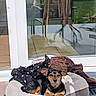 black_dog, blanket, brown_dog, chair, cozy, dog, ears, garden, glass_door, home, looking, outdoor, pet_bed, reflection, relaxing, resting, small_dog, sunlight, table, tile_floor