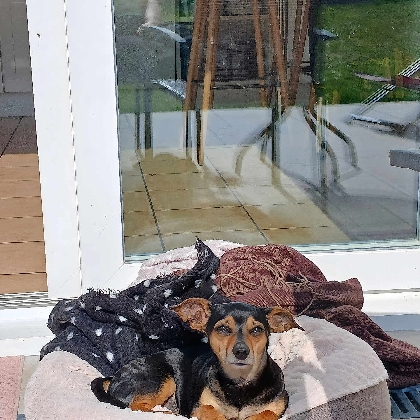 Sweet participe au concours pour gagner de l'argent avec cette photo : black_dog, blanket, brown_dog, chair, cozy, dog, ears, garden, glass_door, home, looking, outdoor, pet_bed, reflection, relaxing, resting, small_dog, sunlight, table, tile_floor