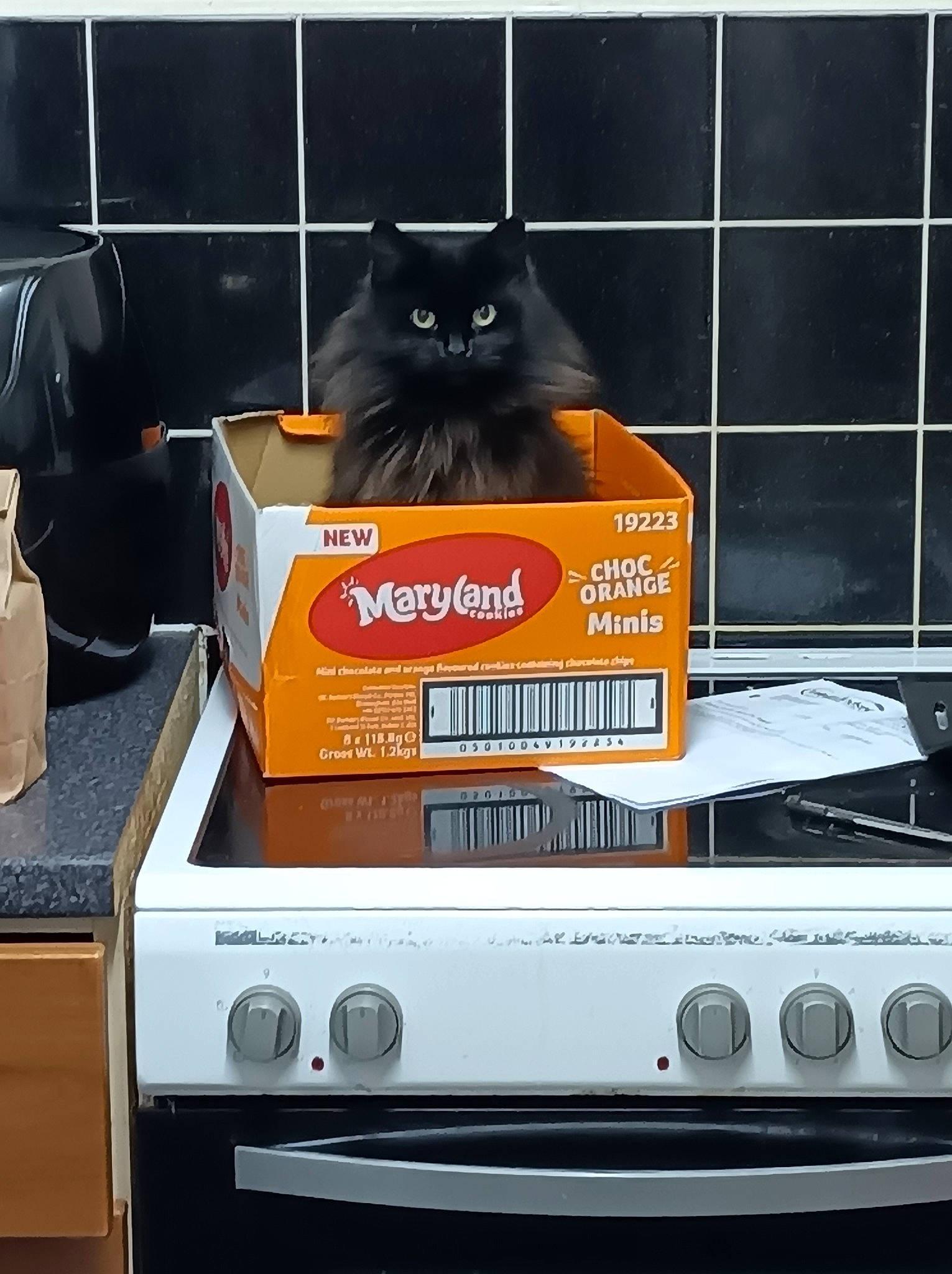 Crowley joined the competition — help win amazing prizes! audio_equipment, bombay, carnivore, cat, electronic_device, electronic_instrument, felidae, font, gadget, gas, home_appliance, machine, multimedia, office_equipment, output_device, packaging_and_labeling, room, small_to_medium_sized_cats, tail, whiskers
