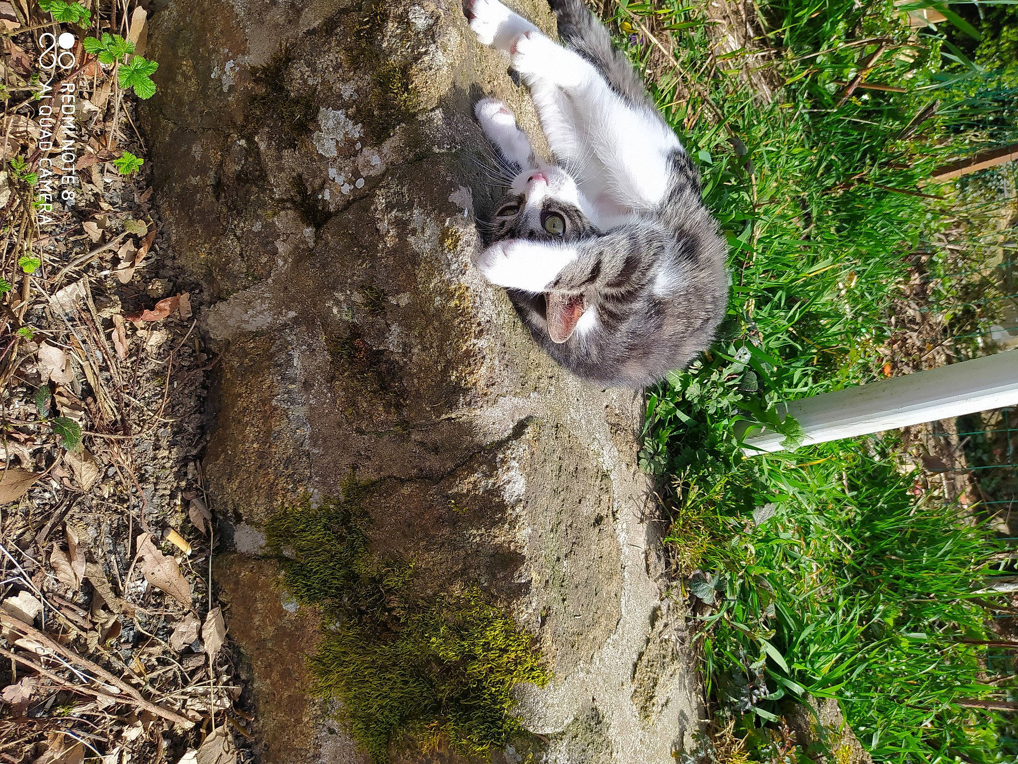 Risette a rejoint le concours — aidez-le/la à gagner de superbes lots ! carnivore, cat, domestic_short_haired_cat, felidae, grass, groundcover, plant, plant_stem, small_to_medium_sized_cats, soil, tail, terrestrial_animal, terrestrial_plant, tree, trunk, twig, whiskers, wildlife, wood, woody_plant