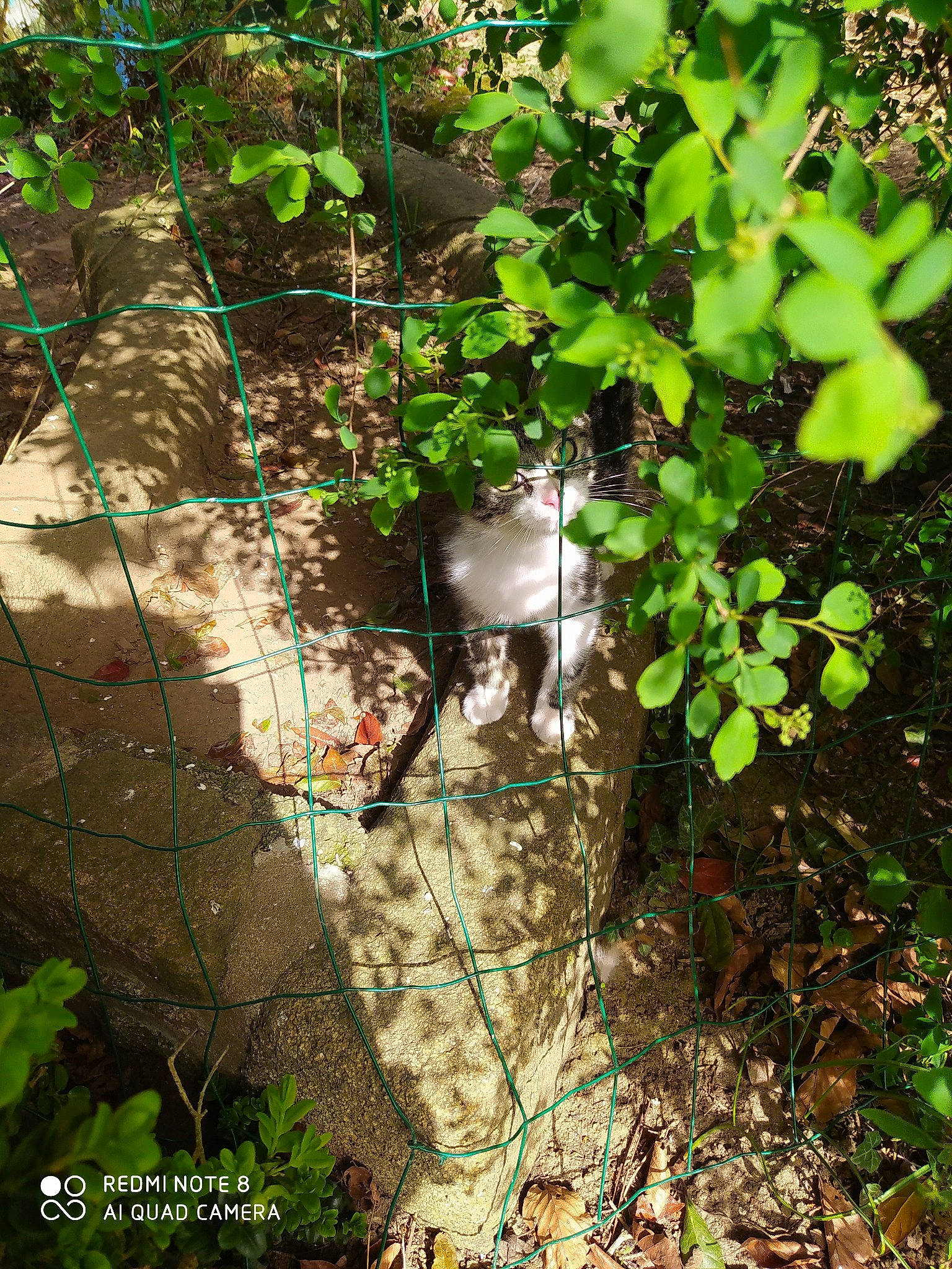 Risette participe au concours pour gagner de l'argent avec cette photo : annual_plant, branch, carnivore, cat, felidae, forest, grass, groundcover, herb, jungle, landscape, plant, plant_community, shadow, shrub, soil, terrestrial_plant, tree, trunk, twig