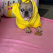 Martha is registered to the contest to win money with this photo: dog, yellow_hoodie, blue_eyes, pink_surface, dog_biscuit, plush_toy, white_fence, indoor, pet, cozy, animal, cute, small_dog, french_bulldog, clothing, resting, portrait, looking, floor, casual