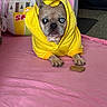 dog, yellow_hoodie, blue_eyes, pink_surface, dog_biscuit, plush_toy, white_fence, indoor, pet, cozy, animal, cute, small_dog, french_bulldog, clothing, resting, portrait, looking, floor, casual