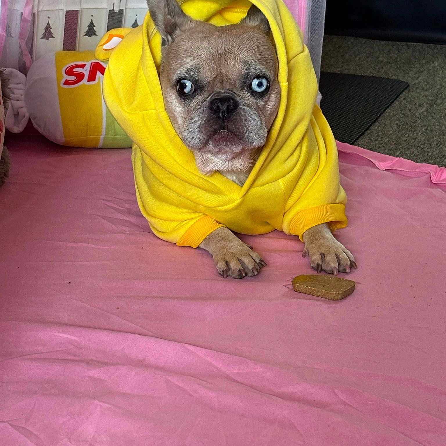 Martha is registered to the contest to win money with this photo: dog, yellow_hoodie, blue_eyes, pink_surface, dog_biscuit, plush_toy, white_fence, indoor, pet, cozy, animal, cute, small_dog, french_bulldog, clothing, resting, portrait, looking, floor, casual