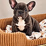 Bonnie participe au concours pour gagner de l'argent avec cette photo : dog, french_bulldog, puppy, pet, animal, portrait, sitting, indoors, couch, pet_bed, blanket, brown, black, white, large_ears, short_fur, blue_eyes, cute, front_facing, home_decor
