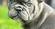 Bonnie a rejoint le concours — aidez-le/la à gagner de superbes lots ! dog, puppy, french_bulldog, canine, pet, animal, portrait, close_up, face, ears, blue_eyes, gray_fur, wrinkles, nose, grass, outdoor, garden, blurred_background, sitting, cute