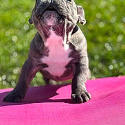 Bonnie a rejoint le concours — aidez-le/la à gagner de superbes lots ! dog, french_bulldog, puppy, pet, animal, canine, standing, outdoors, greenery, bokeh, sunlight, pink_trampoline, wrinkles, open_mouth, tongue, paws, short_snout, portrait, playful, cute