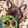 puppy, dog, french_bulldog, pet, animal, portrait, closeup, large_ears, blue_eyes, brown_fur, toy, ball, colorful, blanket, cozy, indoors, home, cuddly, playful, adorable