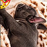 Bonnie participe au concours pour gagner de l'argent avec cette photo : dog, puppy, sleeping, curled_up, large_ears, floppy_ear, brown_fur, short_fur, blanket, plush_blanket, toy, colorful_toy, indoors, cozy, relaxed, resting, close_up, pet, animal, cute