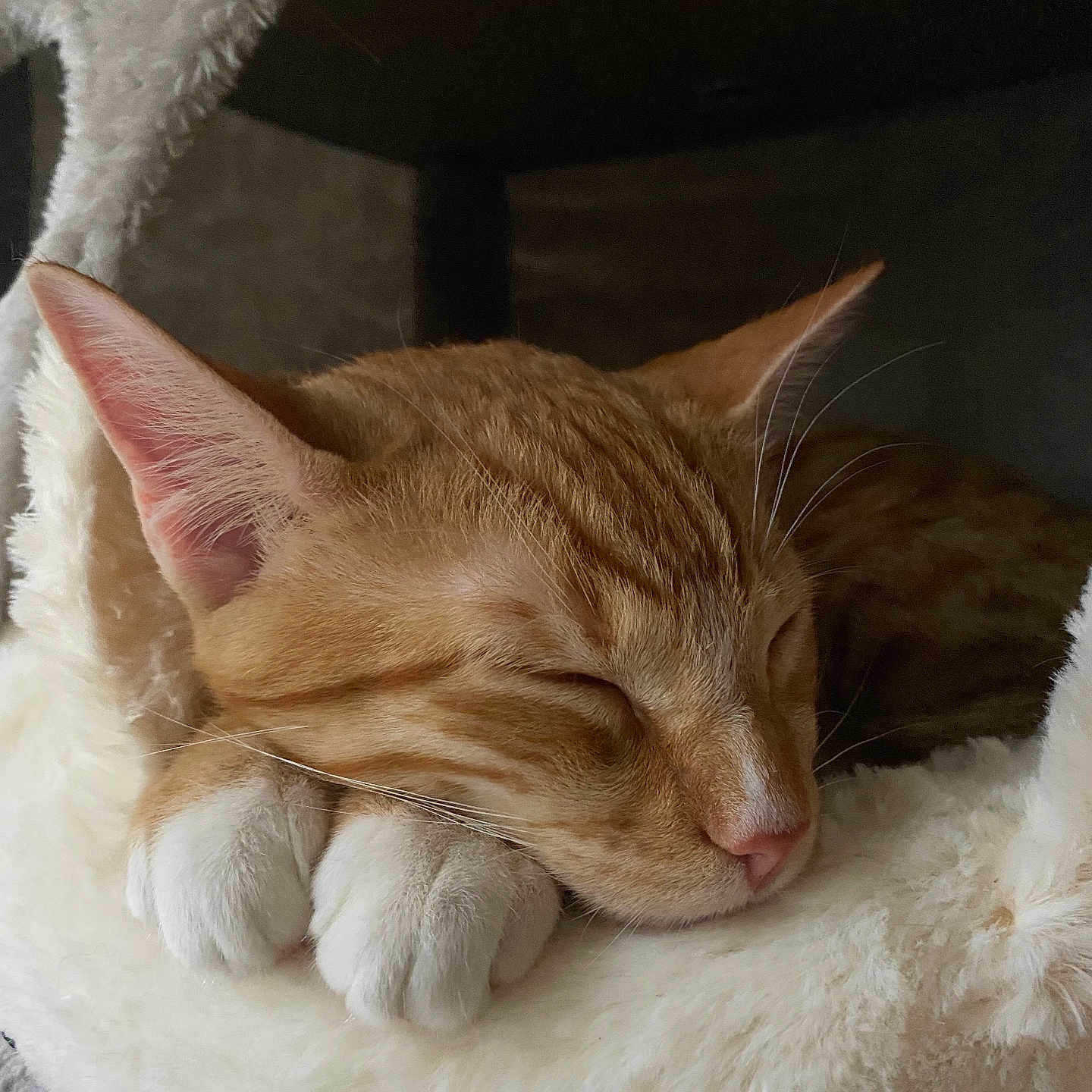 Tiger is registered to the contest to win money with this photo: animal, cat, cat_bed, closeup, comfort, cozy, cute, domestic_cat, feline, fur, indoor, nap, orange_tabby, paws, pet, relaxation, resting, sleeping, soft, whiskers