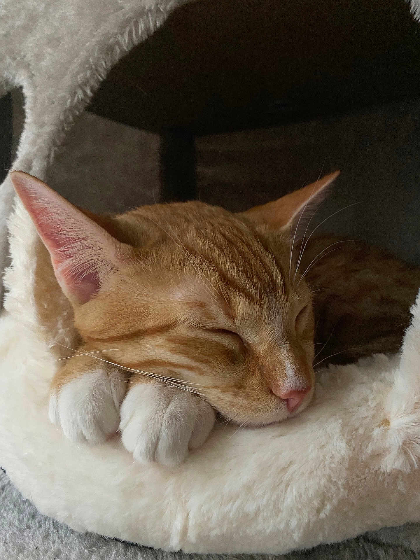 Tiger is registered to the contest to win money with this photo: cat, orange_tabby, sleeping, cozy, cat_bed, paws, fur, pet, indoor, resting, cute, animal, whiskers, relaxation, soft, feline, closeup, nap, comfort, domestic_cat