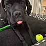 dog, black_dog, pet_bed, tennis_ball, toy, indoor, close_up, tongue_out, canine, animal, cute, playful, resting, furniture, domestic_animal, bed, carpet, dog_toy, living_room, pet