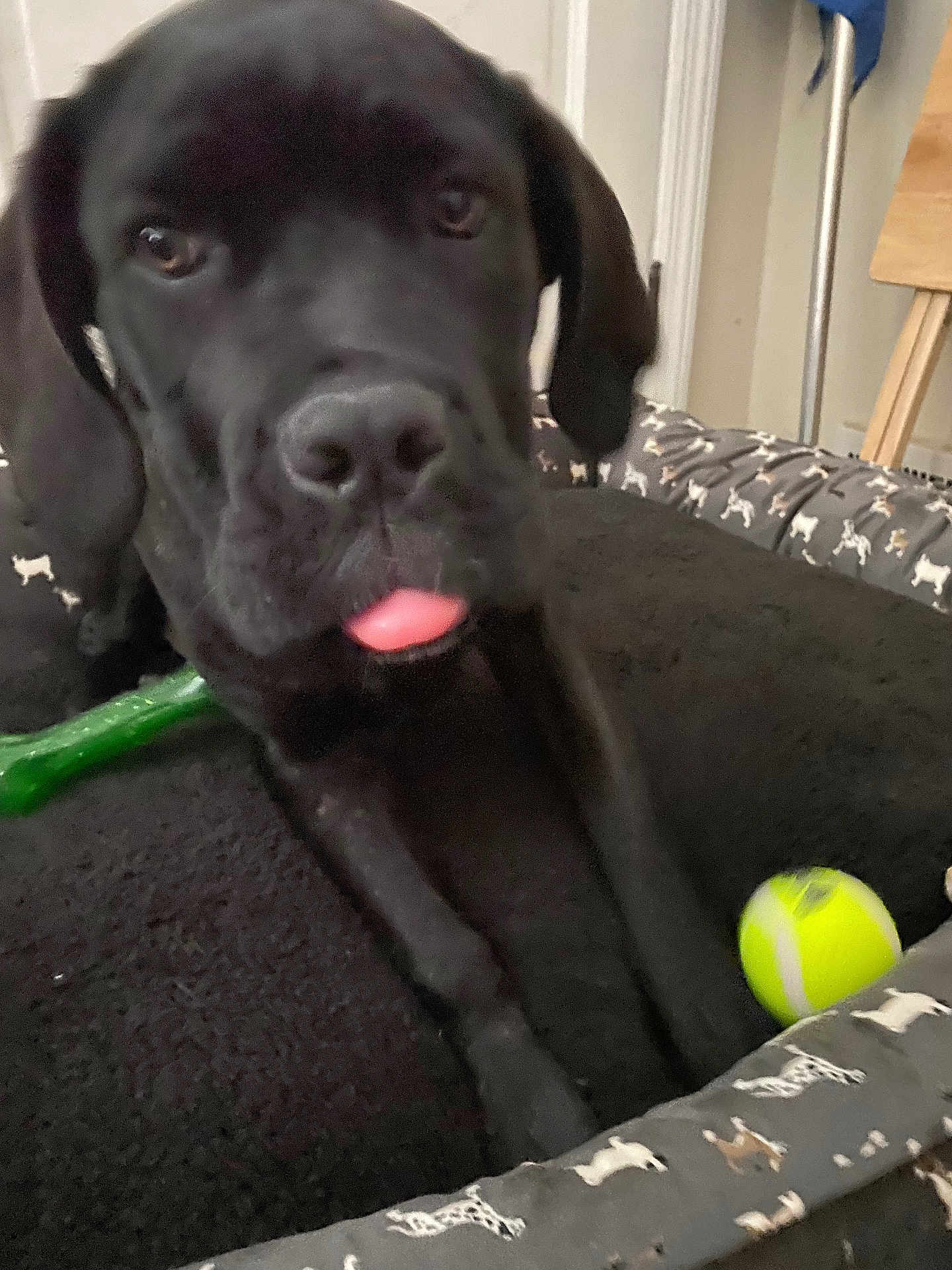 Jazz is registered to the contest to win money with this photo: dog, black_dog, pet_bed, tennis_ball, toy, indoor, close_up, tongue_out, canine, animal, cute, playful, resting, furniture, domestic_animal, bed, carpet, dog_toy, living_room, pet