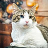 cat, feline, tabby, white_fur, heterochromia, blue_eye, green_eye, whiskers, pink_nose, portrait, close_up, sitting, lounging, indoor, cushion, holiday_lights, warm_lighting, bokeh, pet, photography