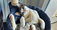 Kyon a rejoint le concours — aidez-le/la à gagner de superbes lots ! cat, calico_cat, white_cat, pet, animal, feline, lying_down, upside_down, relaxed, playful, toe_beans, whiskers, blue_eyes, pink_nose, scratching_post, cat_bed, window, indoors, radiator, curtains