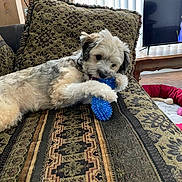 Bingo joined the competition — help win amazing prizes! animal, chewing, comfort, couch, dog, fluffy, furniture, home, indoor, living_room, patterned_fabric, pet, pet_bed, pillow, playful, relaxed, television, toy, window_blinds, wooden_table