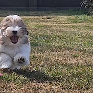 Archie participe au concours pour gagner de l'argent avec cette photo : animal, blur, canine, cute, dog, energetic, field, fur, grass, happy, motion, nature, outdoor, pet, playful, puppy, running, summer, sunlight, young