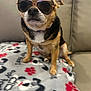 dog, sunglasses, blanket, paw_prints, dog_mom, couch, pet, small_dog, brown_fur, black_fur, white_fur, indoor, cute, animal, sitting, accessory, portrait, canine, companion, relaxing