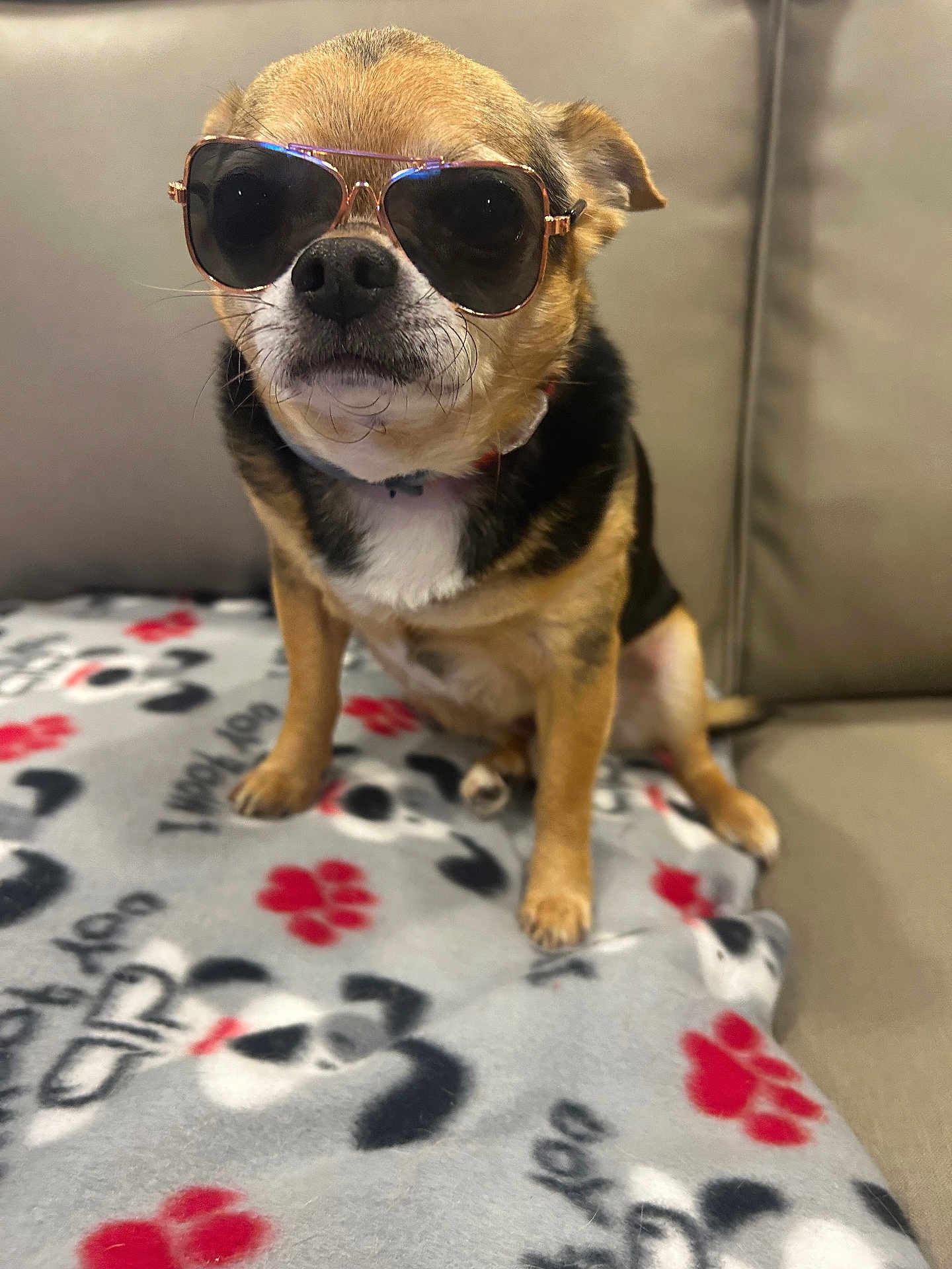 Boobear is registered to the contest to win money with this photo: dog, sunglasses, blanket, paw_prints, dog_mom, couch, pet, small_dog, brown_fur, black_fur, white_fur, indoor, cute, animal, sitting, accessory, portrait, canine, companion, relaxing