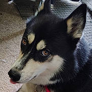 Snow joined the competition — help win amazing prizes! dog, canine, pet, black_and_white, collar, indoor, carpet, close_up, ears, tongue, animal, fur, tag, face, brown_eyes, resting, cute, domestic_animal, muzzle, portrait