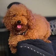 Biscuit is registered to the contest to win money with this photo: dog, brown_dog, curly_fur, tongue_out, pet, indoor, couch, furniture, happy, relaxed, animal, companion, fluffy, portrait, domestic_animal, cute, friendly, canine, resting, cozy
