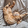 cat, ginger_cat, tabby, pet, sleeping, bed, duvet, bedding, fur, paw, whiskers, cozy, relaxed, nap, cute, indoor, curled, patterned_bedding, orange_fur, stretched