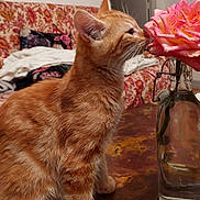 Mitch participe au concours pour gagner de l'argent avec cette photo : cat, ginger_cat, kitten, pet, flower, rose, vase, glass_bottle, table, couch, patterned_sofa, blanket, indoor, whiskers, close_up, sniffing, orange_fur, furniture, home, cozy