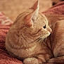 cat, tabby_cat, orange_tabby, feline, pet, whiskers, ear, paw, fur, blanket, cozy, soft_texture, indoor, home, resting, side_profile, closeup, portrait, domestic_animal, brown_blanket