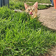 Béa a rejoint le concours — aidez-le/la à gagner de superbes lots ! cat, grass, outdoor, sunny, watering_can, potted_plant, concrete, leaf, path, garden, tree, house, tongue_out, cute, feline, whiskers, ears, playful, greenery, pet